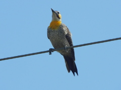 Colaptes campestris campestroides