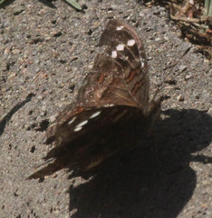 Junonia natalica natalica