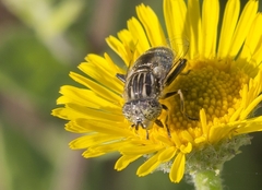 Eristalinus sepulchralis