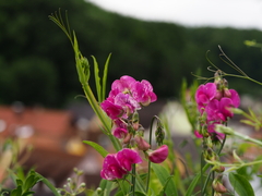 Lathyrus latifolius