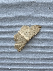 Scopula umbilicata
