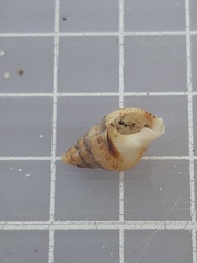Tritia reticulata