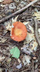 Russula cremoricolor