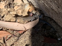 Aspidoscelis hyperythrus