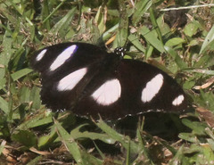 Hypolimnas misippus