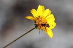 Strangalia sexnotata