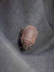 Pentatomoidea