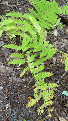 Osmunda claytoniana