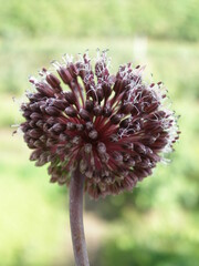 Allium amethystinum