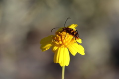 Strangalia sexnotata