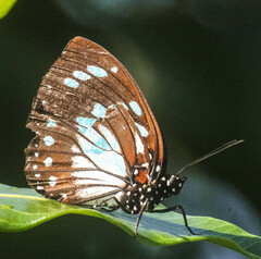 Charaxes wakefieldi