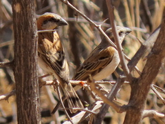 Passer motitensis motitensis