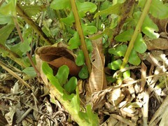 Neoblechnum brasiliense