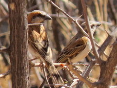 Passer motitensis motitensis