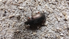 Poecilus cupreus