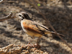 Emberiza capensis bradfieldi