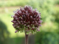 Allium amethystinum