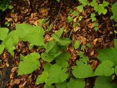 Epipactis helleborine