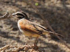 Emberiza capensis bradfieldi
