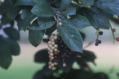 Antidesma venosum