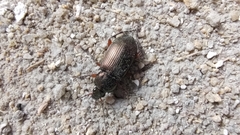 Poecilus cupreus