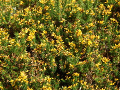 Ulex