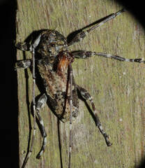 Cerambycidae
