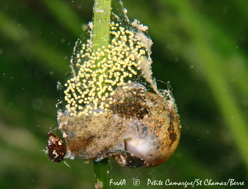 Japanese Bubble Snail, photo 5 of 10