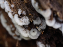 Ceratiomyxa fruticulosa fruticulosa