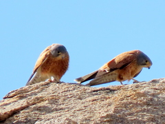 Falco rupicolus