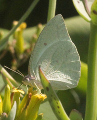 Catopsilia florella