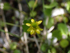 Halerpestes cymbalaria