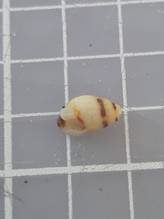 Tritia reticulata