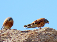 Falco rupicolus