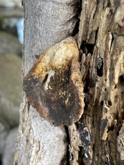 Pleurotus levis