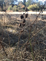 Camassia