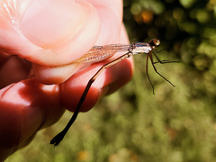 Lestes congener