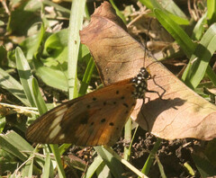 Acraea encedon encedon