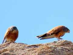 Falco rupicolus