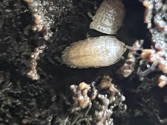 Haplophthalmus danicus