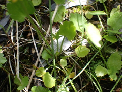 Halerpestes cymbalaria