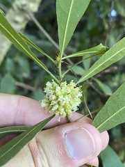 Cuscuta compacta