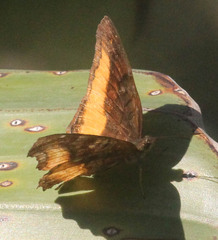 Eurytela dryope angulata