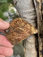 Pleurotus levis