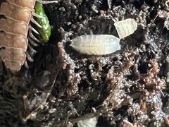 Haplophthalmus danicus