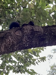 Sciurus carolinensis