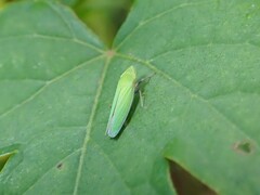 Draeculacephala robinsoni