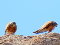 Falco rupicolus