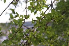 Nothofagus obliqua