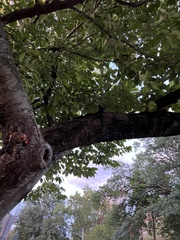 Sciurus carolinensis